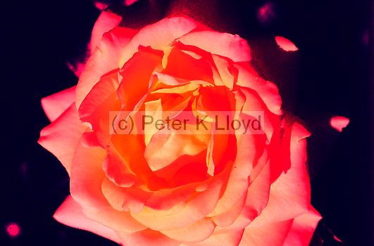Red and yellow rose against dark background