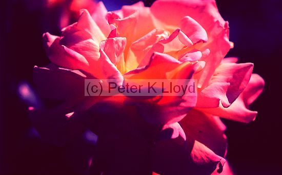 Red and yellow rose against dark background