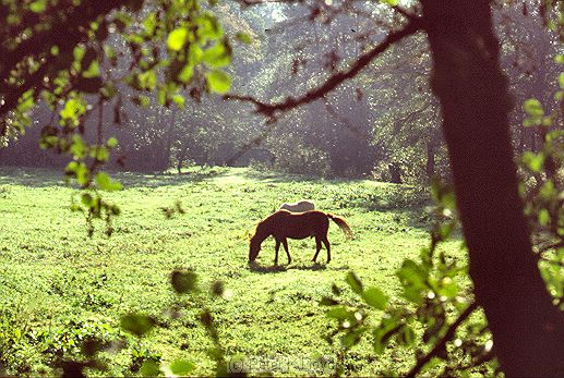 Horse grazing in meadow