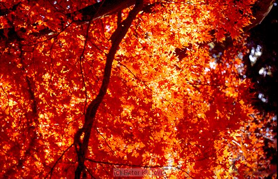 Maple tree with golden Autumn foliage