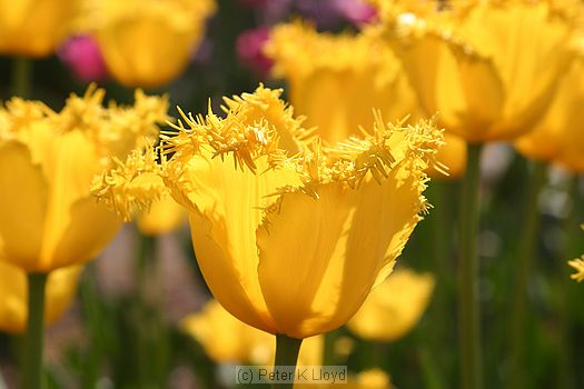 Yellow tulips