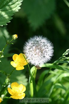 Dandelion puffball  and buttercups