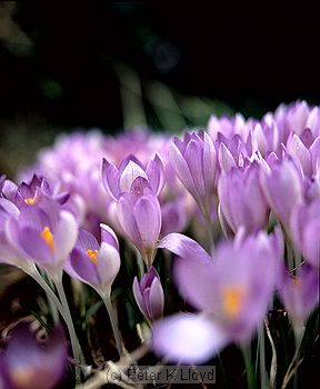 Mauve crocuses