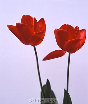 Two red tulips against white background