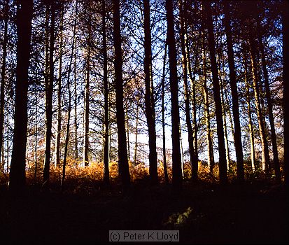 Pine trees silhouetted against bright blue sky